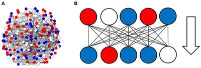 Principles of Mutual Information Maximization and Energy Minimization Affect the Activation Patterns of Large Scale Networks in the Brain